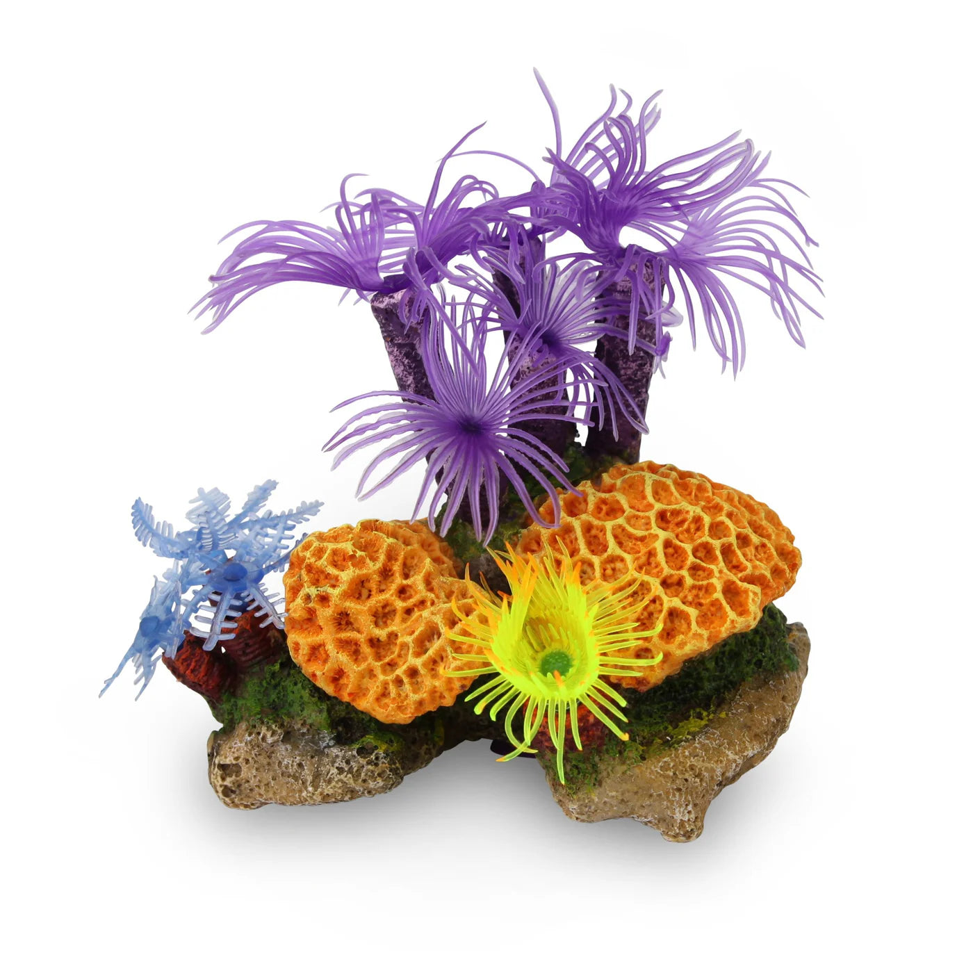 Kazoo - Purple Tunicate Coral Assorted